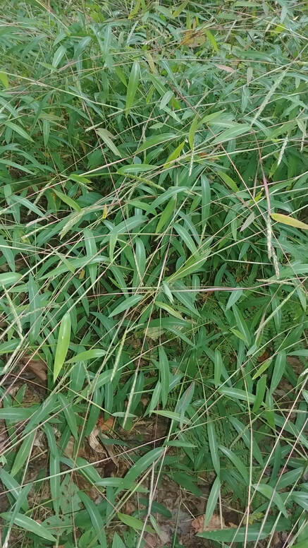 Monoculture of Japanese stiltgrass - Microstegium vimineum
