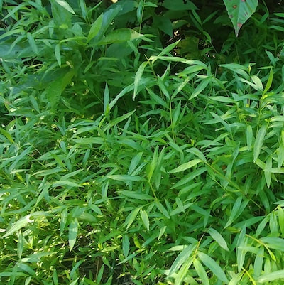 Patch of Japanese Stiltgrass - Microstegium vimineum