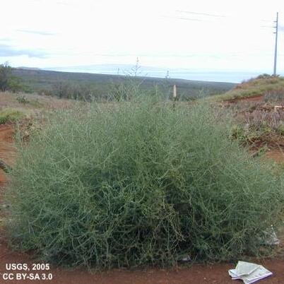 Large round green tumbleweed - Salsola tragus - on red dirt scrubland