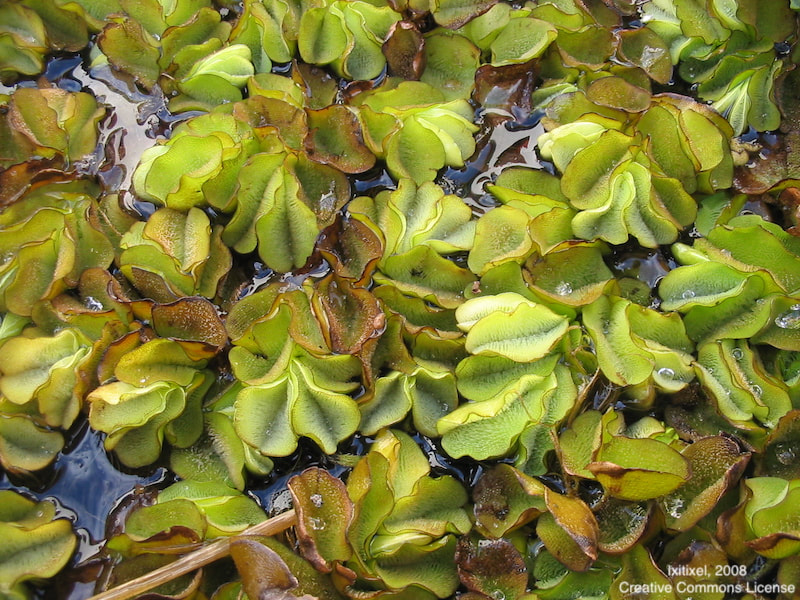 Close-up of thick mat of Giant Salvinia - Salvinia molesta - floating in swamp water