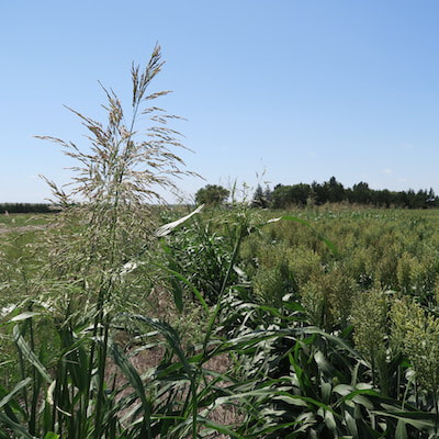 Two inflorescences of Johnsongrass in foreground, sorghum field background