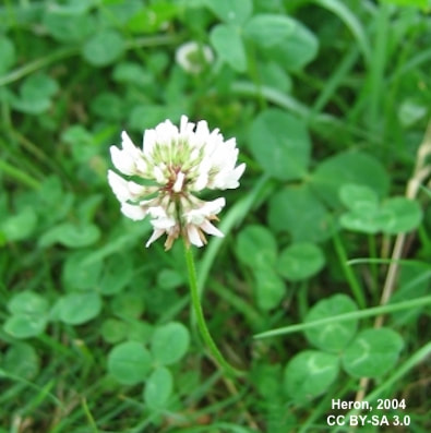 Single white clover - Trifolium repens - inflorescence foreground, blurred clover leaves background